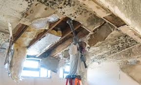 Best Asbestos and Lead Testing During Mold Inspection  in Port Angeles East, WA